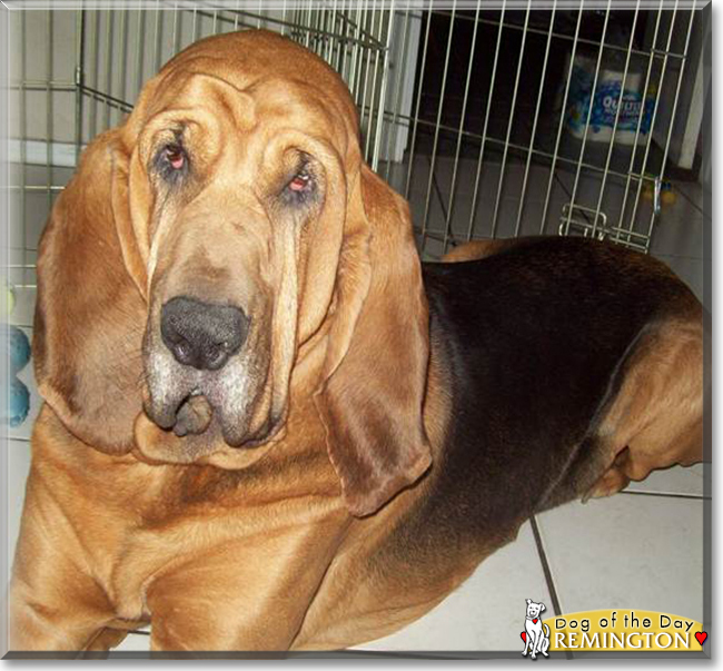 Remington the Bloodhound, the Dog of the Day