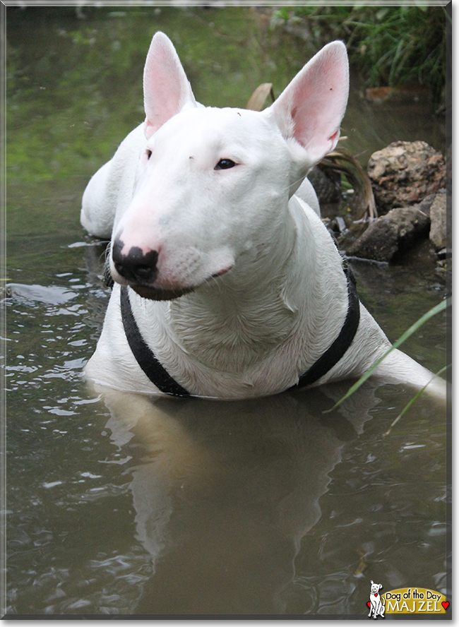 Majzel the English Bullterrier, the Dog of the Day