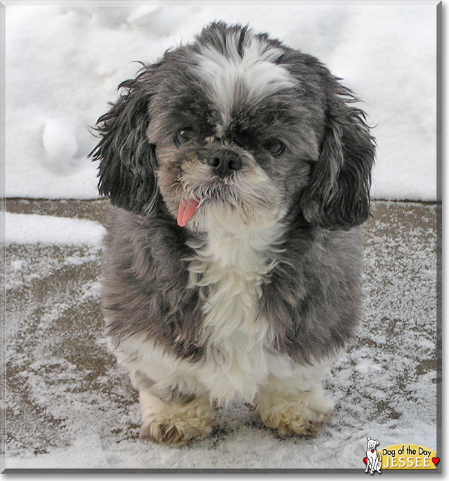 Jessee the Shih Tzu, the Dog of the Day