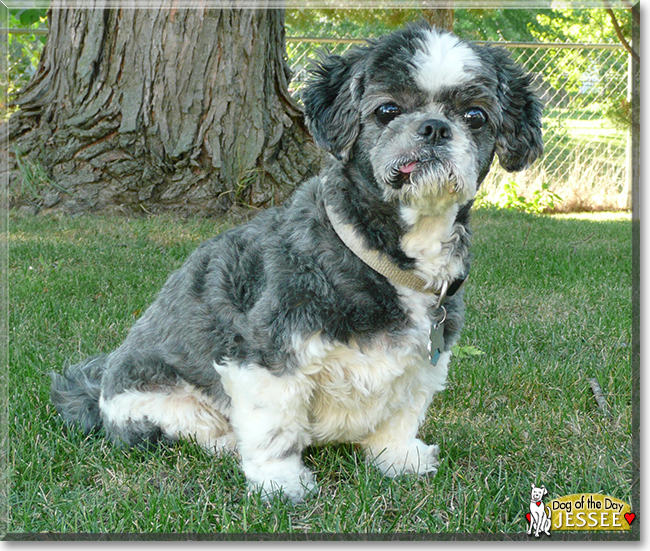 Jessee the Shih Tzu, the Dog of the Day