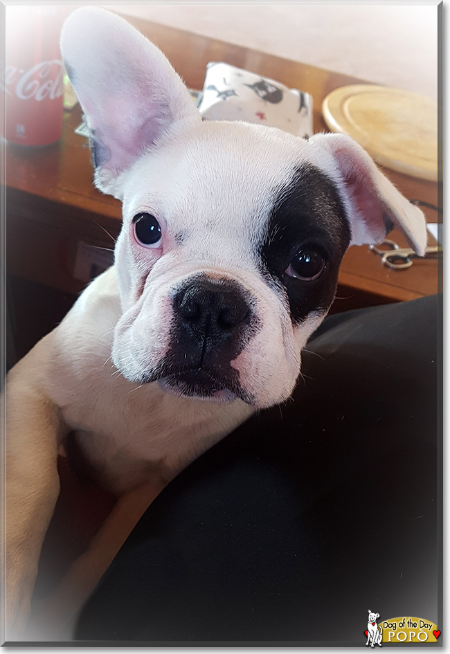 Popò the French Bulldog, the Dog of the Day