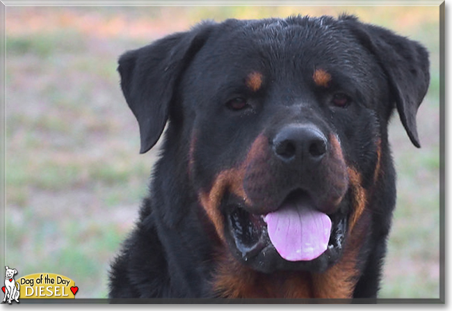 Diesel the Rottweiler, the Dog of the Day