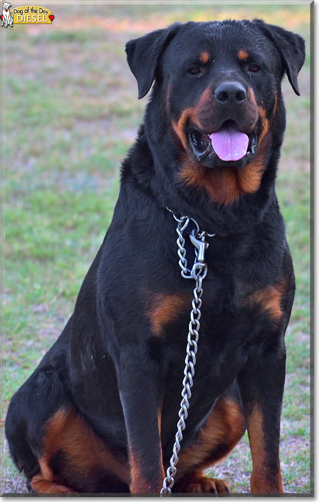 Diesel the Rottweiler, the Dog of the Day