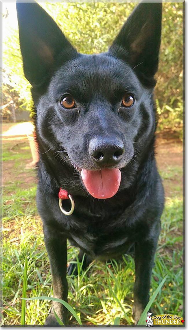 Thunder the Kelpie, the Dog of the Day