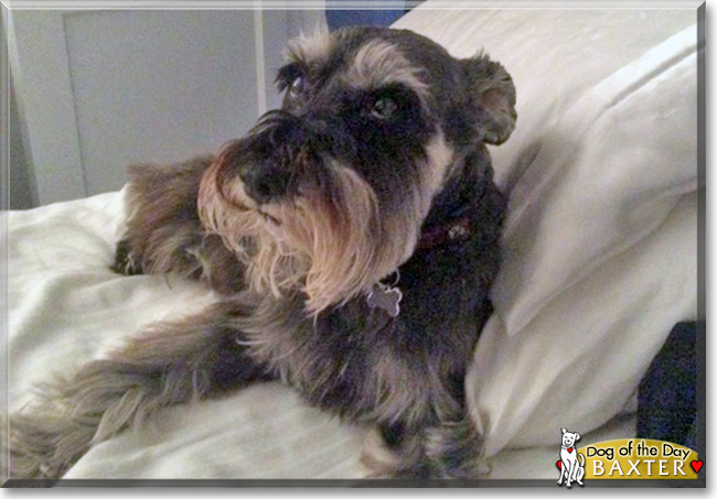 Baxter the Schnauzer, the Dog of the Day