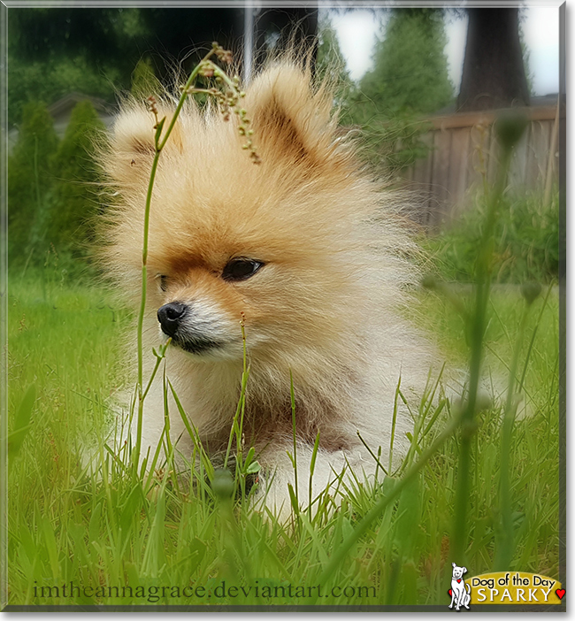 Sparky the Pomeranian, the Dog of the Day