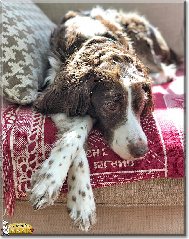 Maize the Brittany Spaniel, the Dog of the Day