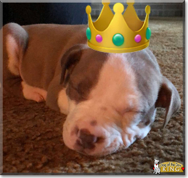King the Pitbull mix, the Dog of the Day