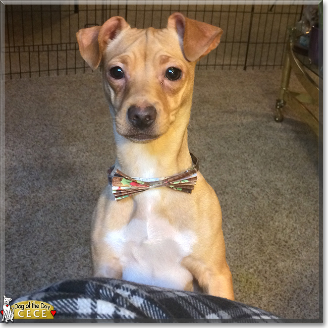 Cece the Chihuahua, Terrier mix, the Dog of the Day
