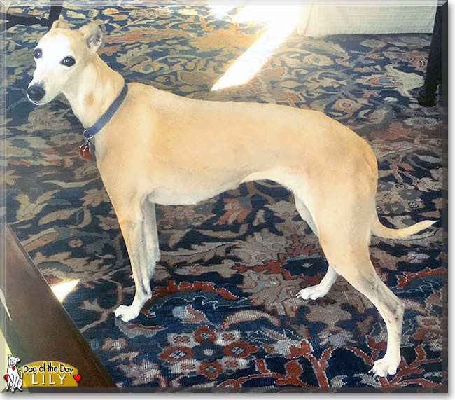 Lily the Whippet, the Dog of the Day