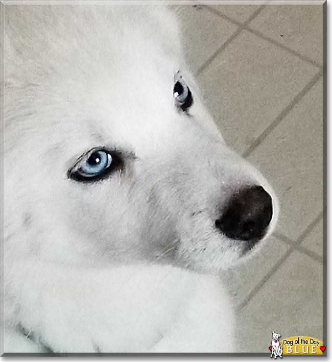 Blue the Siberian Husky, the Dog of the Day