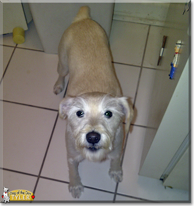 Tyler the Schnauzer/Jack Russell Terrier mix, the Dog of the Day