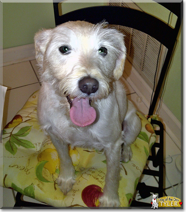 Tyler the Schnauzer/Jack Russell Terrier mix, the Dog of the Day