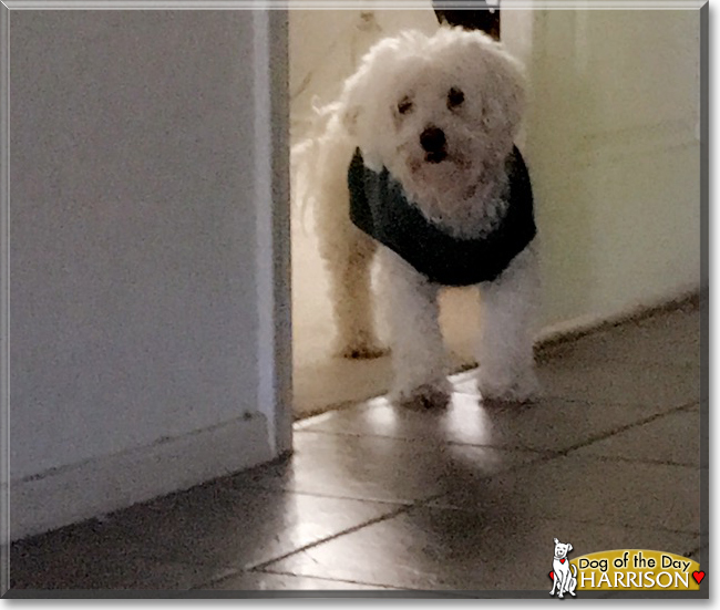 Harrison the Bichon Frise, the Dog of the Day