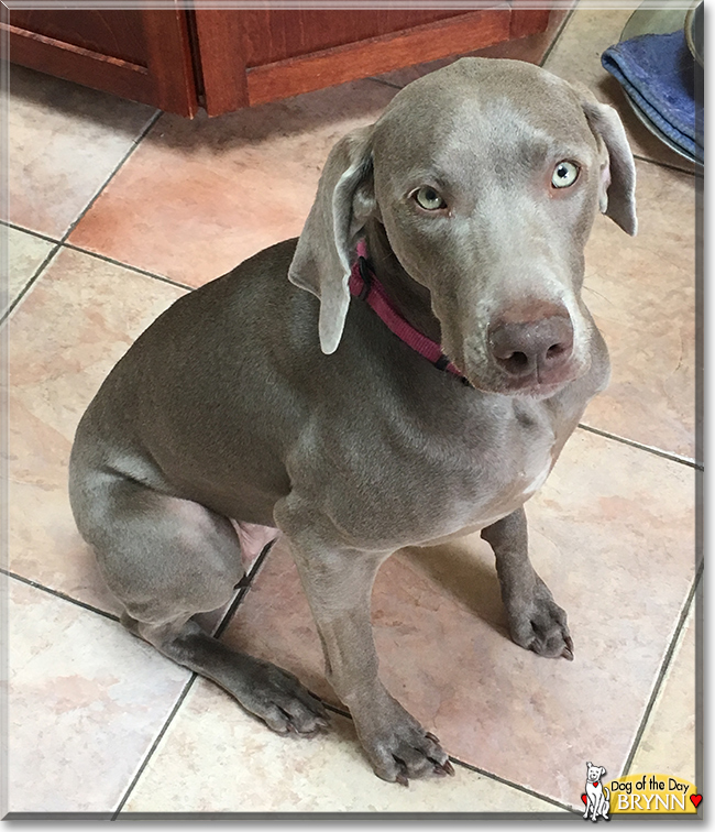Brynn the Weimaraner, the Dog of the Day