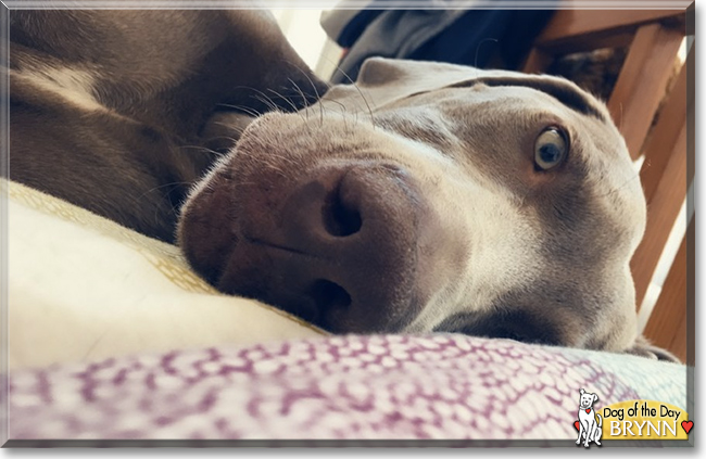 Brynn the Weimaraner, the Dog of the Day