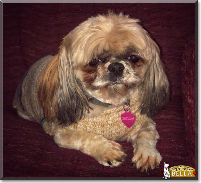 Bella the Shih Tzu, the Dog of the Day
