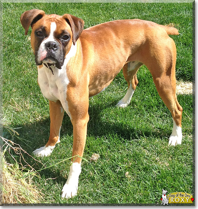 Roxy the Boxer, the Dog of the Day
