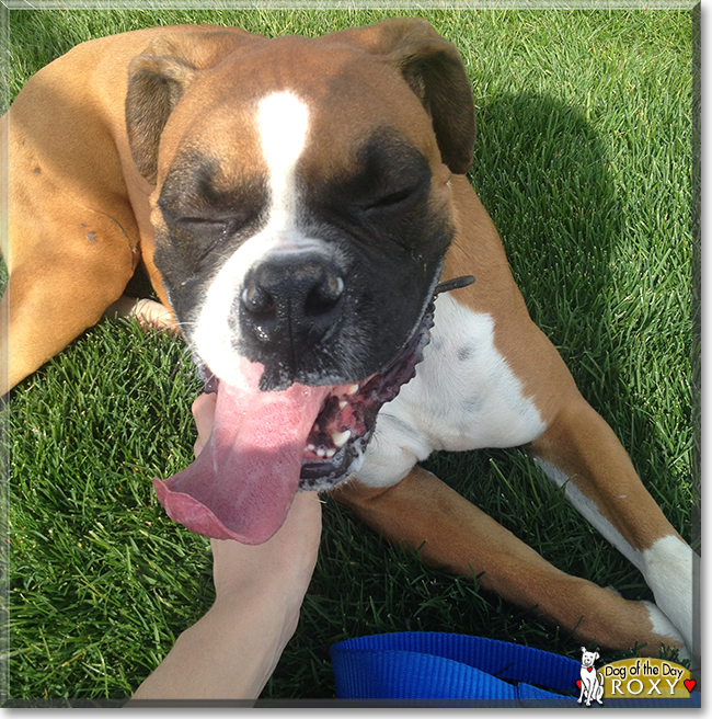 Roxy the Boxer, the Dog of the Day