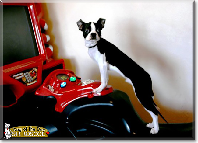 Sir Roscoe the Boston Terrier, the Dog of the Day