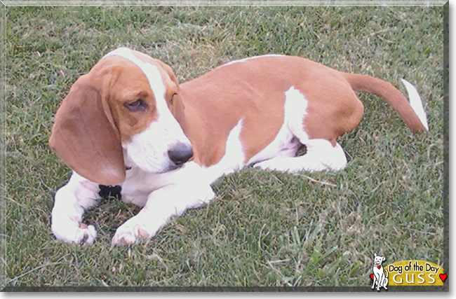 Guss the Basset Hound, the Dog of the Day