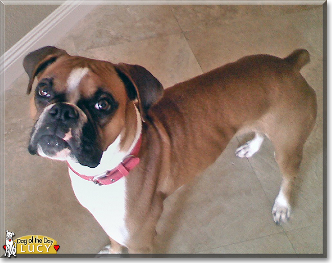 Lucy the Boxer, the Dog of the Day