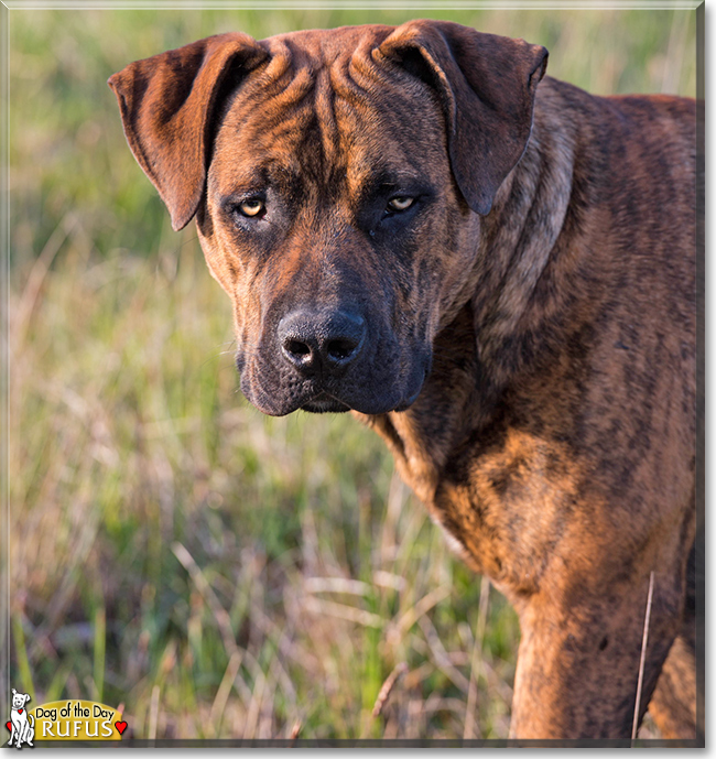 Rufus the Boerboel, the Dog of the Day