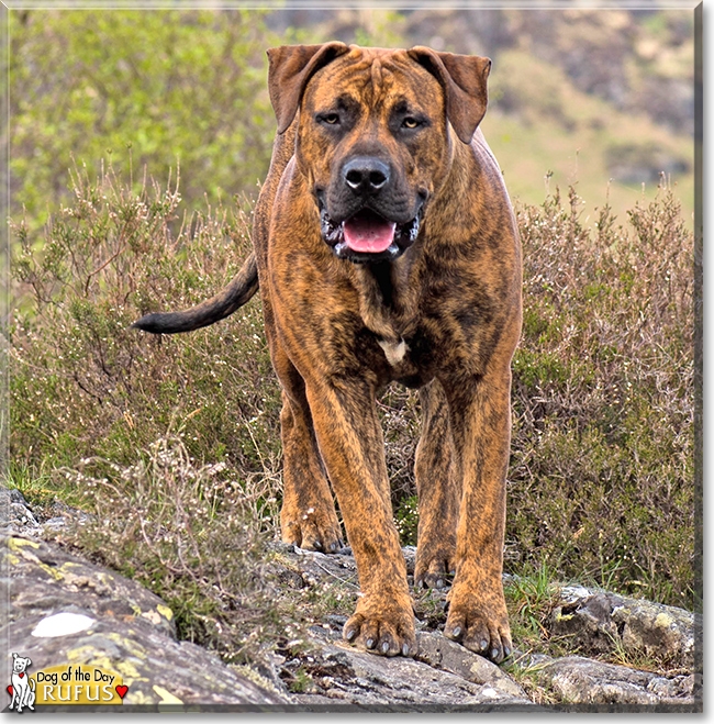 Rufus the Boerboel, the Dog of the Day
