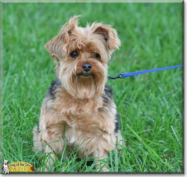 Zeus the Yorkshire Terrier, the Dog of the Day