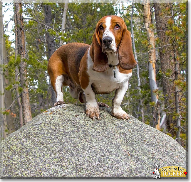Tucker the Basset Hound, the Dog of the Day