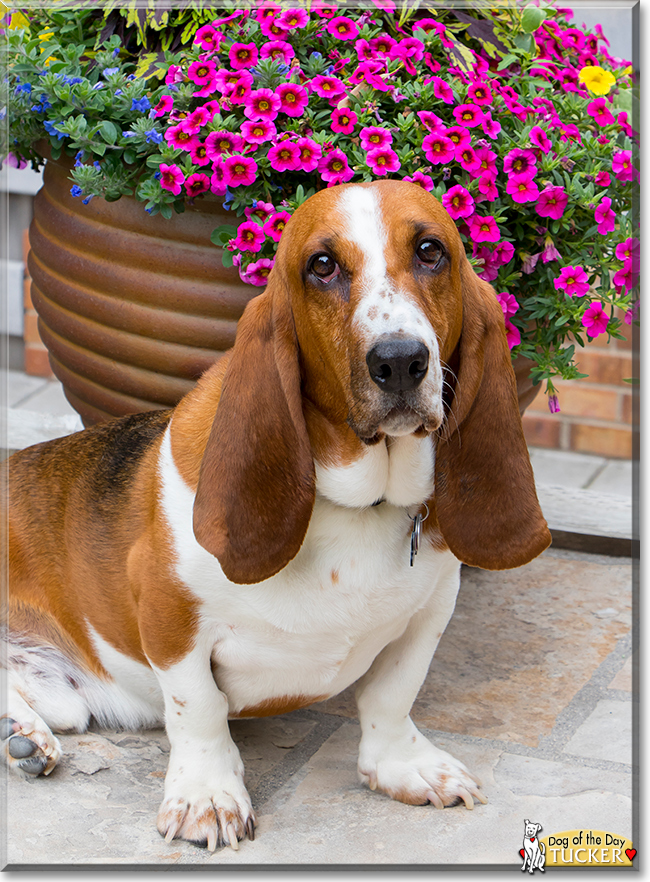 Tucker the Basset Hound, the Dog of the Day