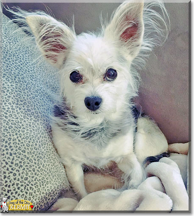 Kermit the Chihuahua, Havanese mix, the Dog of the Day