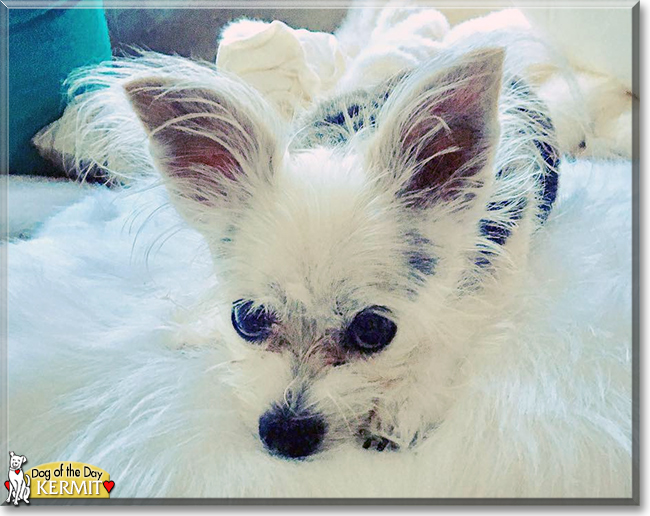 Kermit the Chihuahua, Havanese mix, the Dog of the Day