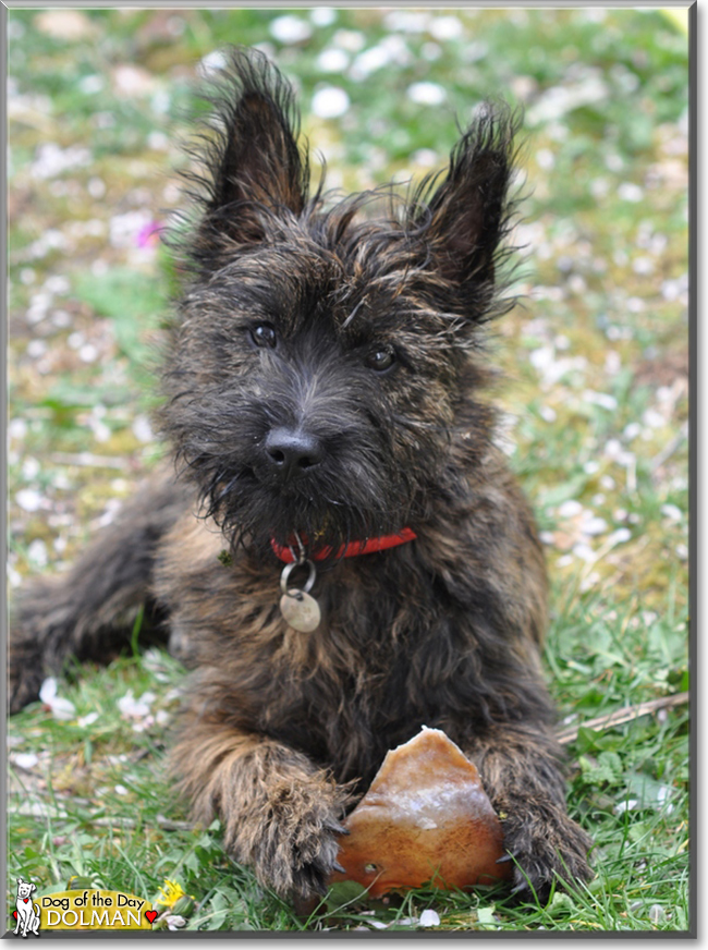 Dolman the Cairn Terrier, the Dog of the Day