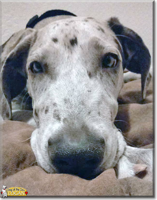 Logan the Great Dane, the Dog of the Day