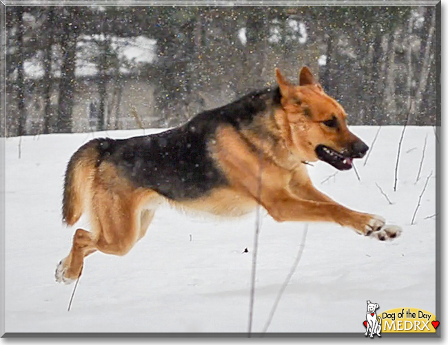 MedRX the Alaskan Husky, German Shepherd Dog mix, the Dog of the Day