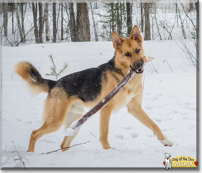 MedRX the Alaskan Husky, German Shepherd Dog mix, the Dog of the Day