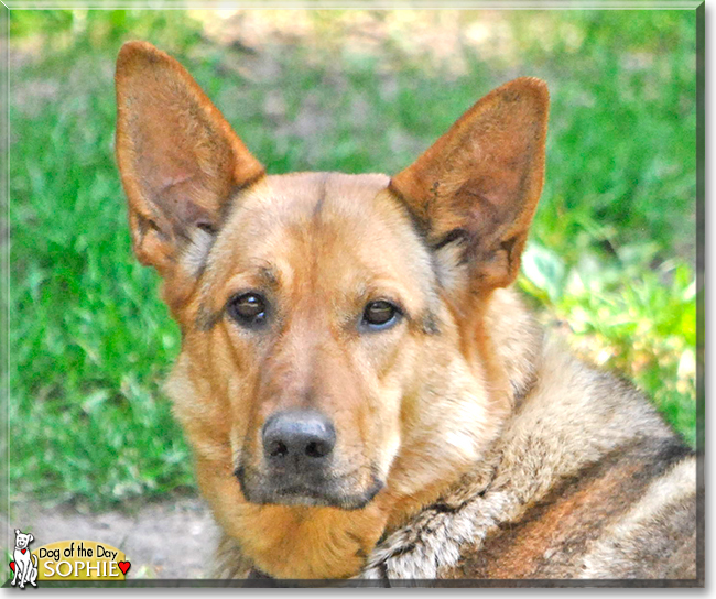 Sophie the German Shepherd Dog, the Dog of the Day