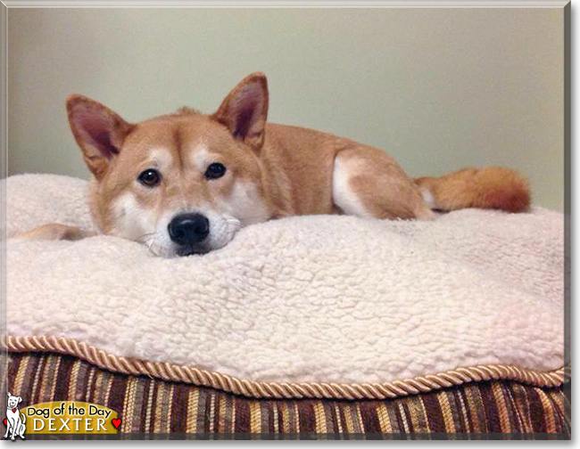 Dexter the Shiba Inu the Dog of the Day