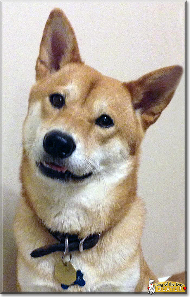 Dexter the Shiba Inu, the Dog of the Day