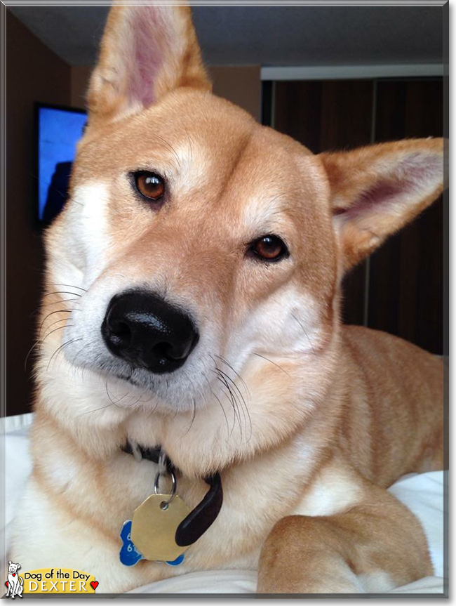 Dexter the Shiba Inu, the Dog of the Day