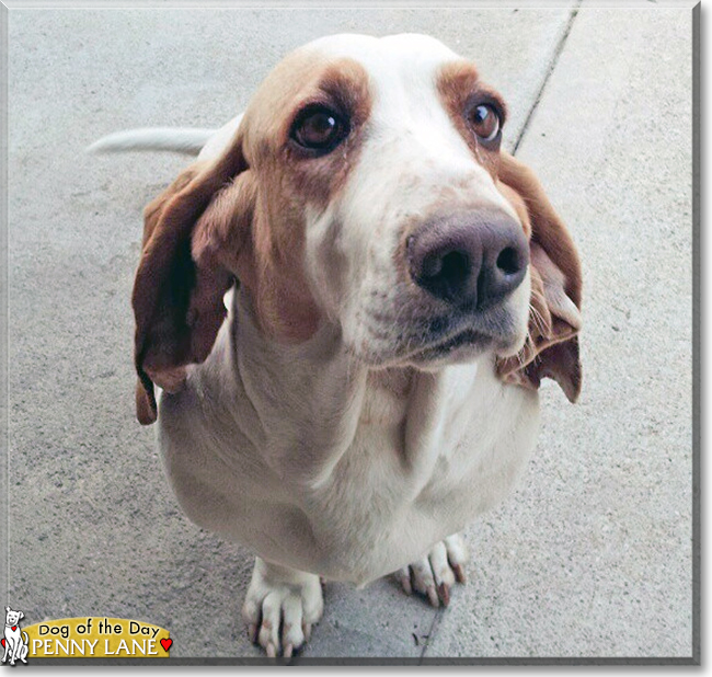 Penny Lane the Basset Hound the Dog of the Day