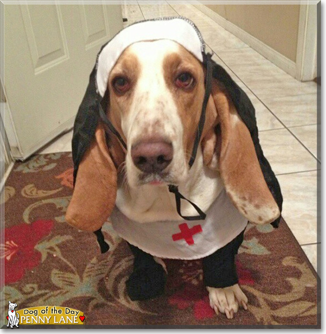 Penny Lane the Basset Hound, the Dog of the Day