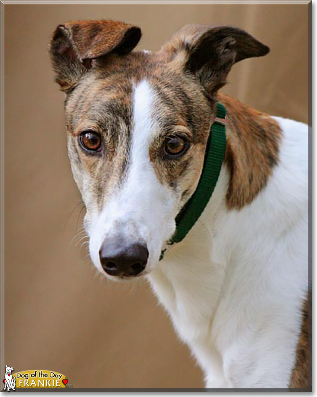 Frankie the Greyhound, the Dog of the Day