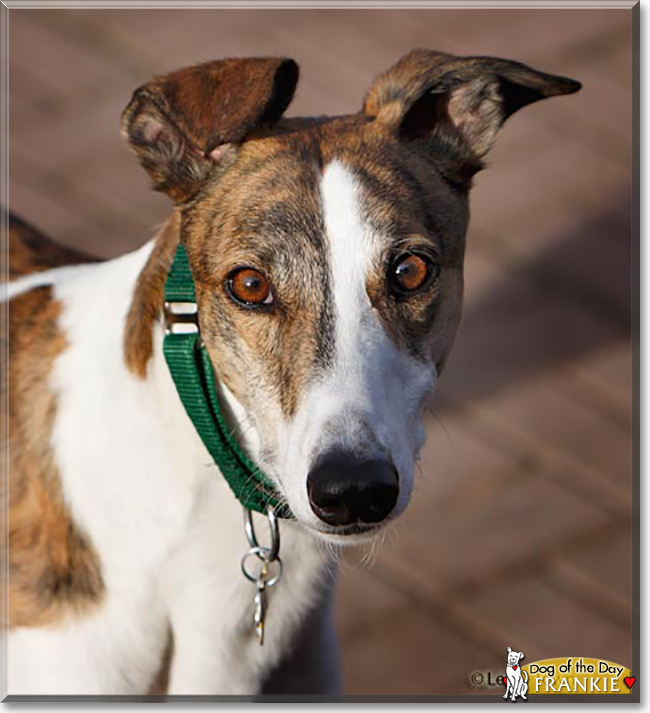Frankie the Greyhound, the Dog of the Day