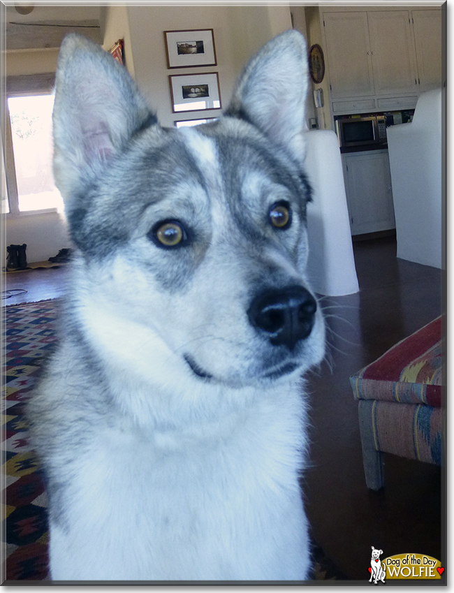 Wolfie the Husky, Cattle dog mix, the Dog of the Day