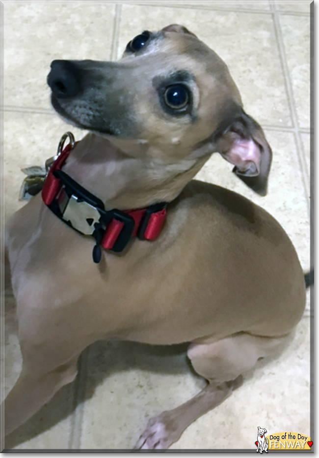 Fenway the Italian Greyhound, the Dog of the Day
