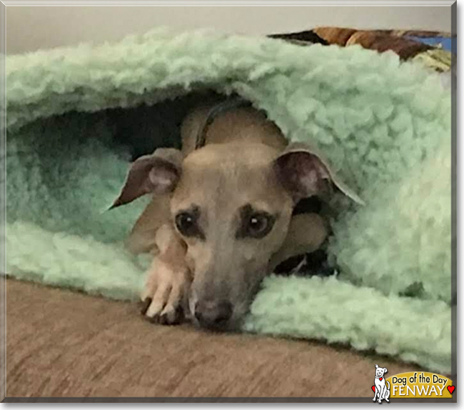 Fenway the Italian Greyhound, the Dog of the Day