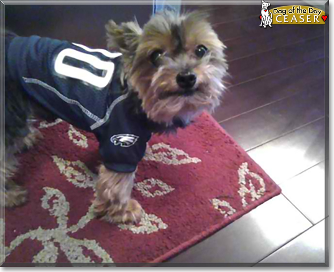 Ceaser the Yorkshire Terrier, the Dog of the Day