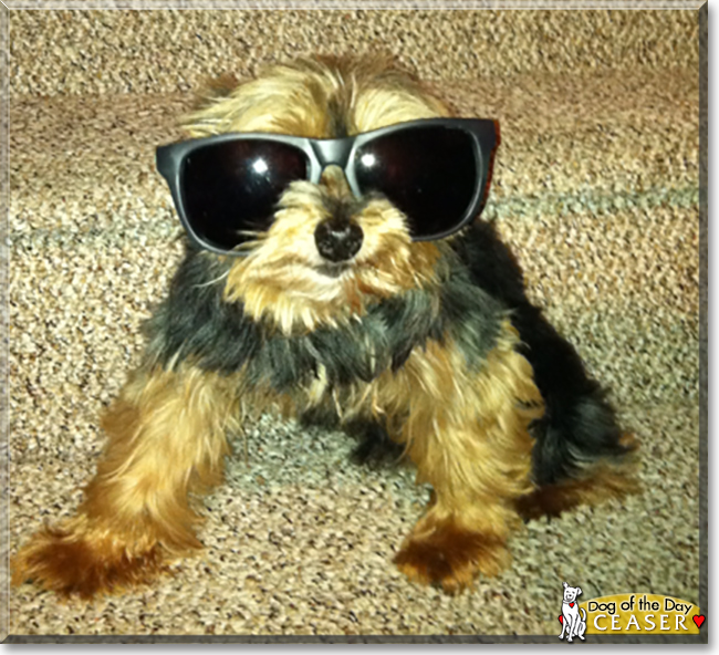 Ceaser the Yorkshire Terrier, the Dog of the Day